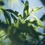 Shower Gel L'Occitane En Provence VERBENA 500 ml hudplejeemballage