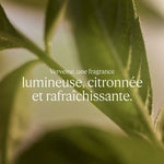 Unisex parfume L'Occitane En Provence VERBENA 100 ml produktemballage
