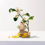 Shower Gel Roger & Gallet Néroli (200 ml) til kvinders hudplejeemballage